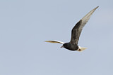 Image. White-winged Tern
