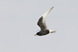 Image. White-winged Tern