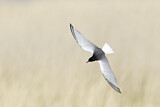 Image. White-winged Tern
