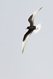Image. White-winged Tern