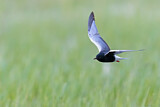 Image. White-winged Tern