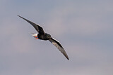 Image. White-winged Tern