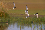 Image. White-winged Tern