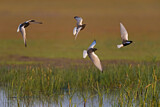 Image. White-winged Tern