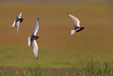 Image. White-winged Tern