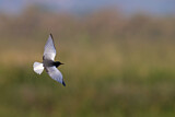 Image. White-winged Tern