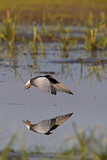 Image. White-winged Tern