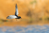 Image. White-winged Tern