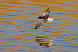 Image. White-winged Tern