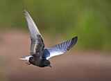 Image. White-winged Tern
