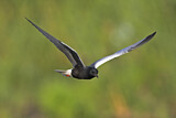 Image. White-winged Tern