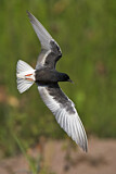 Image. White-winged Tern