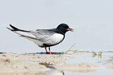 Image. White-winged Tern