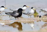 Image. White-winged Tern