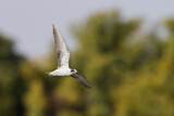 Image. White-winged Tern