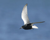 Image. White-winged Tern
