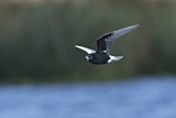 Image. White-winged Tern