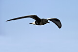 Image. White-winged Tern