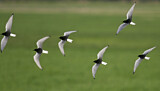 Image. White-winged Tern