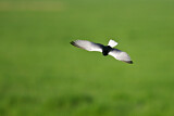 Image. White-winged Tern