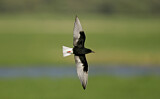 Image. White-winged Tern