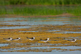 Image. White-winged Tern