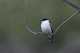 Image. White-winged Triller