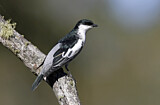 Image. White-winged Triller