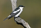 Image. White-winged Triller