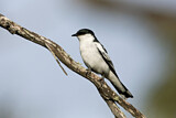 Image. White-winged Triller