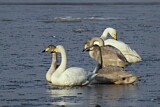 Image. Whooper Swan