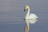 Image. Whooper Swan