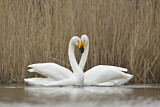 Image. Whooper Swan