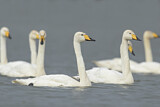 Image. Whooper Swan