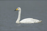 Image. Whooper Swan