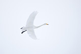 Image. Whooper Swan