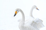 Image. Whooper Swan