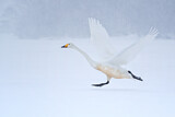 Image. Whooper Swan