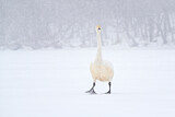 Image. Whooper Swan