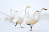 Image. Whooper Swan