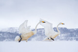 Image. Whooper Swan