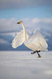 Image. Whooper Swan