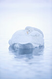 Image. Whooper Swan