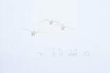 Image. Whooper Swan