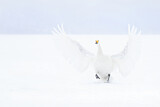 Image. Whooper Swan