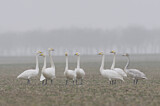 Image. Whooper Swan
