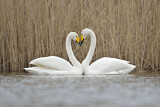 Image. Whooper Swan