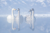 Image. Whooper Swan