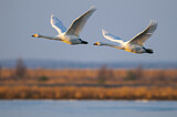 Image. Whooper Swan