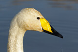 Image. Whooper Swan